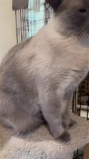 3K views · 122 reactions | Camo kitty | Peters Creek Pet Boarding | Facebook