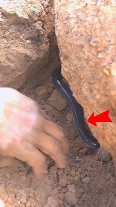 Gemstones, gems ,expensive, diamond, #jewelry #rarest #diamonds# #gemstones #gemstone #most #valuable #gemstones #most expensive #crystals #mostexpensive #gemstones #snake #python #holesnake #bigsnake | MY CAT