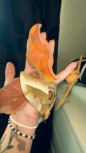 So many pretty moths #moths