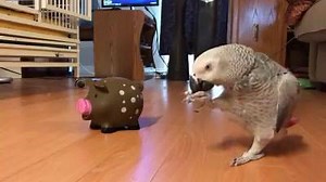 Hello smarty pants :-) Video by: Kanya Bushfield | Birbs 4 U