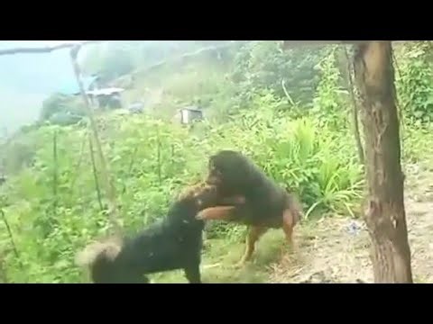 Livestock Guardian Dogs Fight || Guardian Dogs Fight || Tibetan Mastiff Fight || Beauty Nature