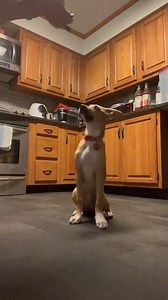 Bahama is one smart cookie! We love how hard she is concentrating in this video... she's so cute! This pup is really comin along nicely in her foster home... who will be lucky enough to be considered her forever?? Learn more about Bahama on our website and apply to adopt today! https://www.all4pawsrescue.com/available-pets #puppytraining #adoptdontstop #all4pawsadoptables #all4pawsrescue | All 4 Paws Rescue