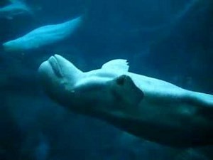 Beluga Whale Blowing Bubble and Catching It