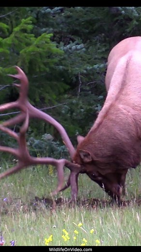 Largest Bull Elk Bugles in His Prime and after His Last Rut - The Sheriff | Wildlife On Video