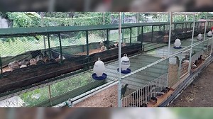 67K views · 2.3K reactions | Movement of chicks in modern fireless brooding. #howtoraisenativechicken #cpufeeds #nativechicken #chicken #commercialproductionofphilippinenativechicken #CPU | Philippine Native Chicken | Facebook