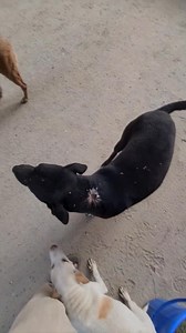 84K views · 4.3K reactions | Candy সাদা পোটলা বাচ্চাটার এতো খাবার কৈ ঢুকে দেখেন কি অবস্থা  | Candy | Facebook