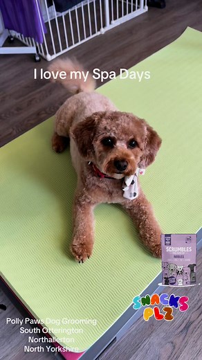 Melts your heart 😇😍🐾 | Polly Paws Dog Grooming