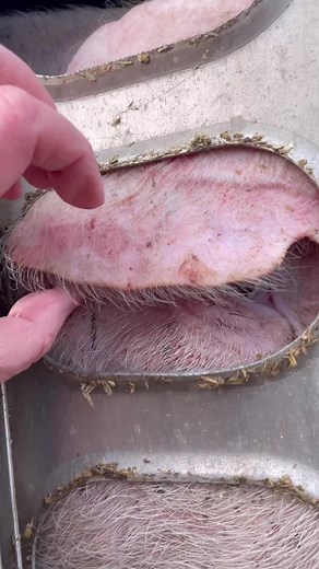 Ethical Veganism: Protecting Sentient Beings from Cruelty