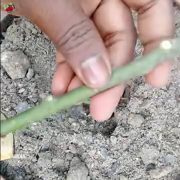 3.7M views · 38K reactions | New Method Grow Mango Trees From Mango Branch and banana fruit | Tree Garden | Facebook