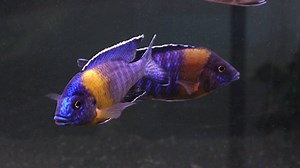 2.6K views · 43 reactions | My Fish Room on Reels | Facebook