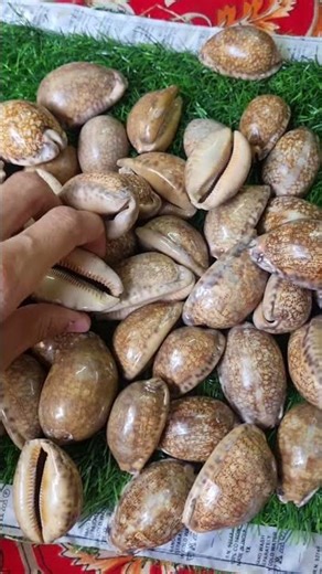 Ye Kya dekh liya Aaj Seashell Wow #crystals #seashell #seashells #viralshorts