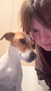 12K views · 16K reactions | My very pregnant foster dog Peaches is...