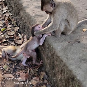 8.2K views · 1.4K reactions | Little Patrick Gets Happy Time Playmates Annette & Adie #Annette #Amara #happy #Cute | Hello Monkey | Facebook