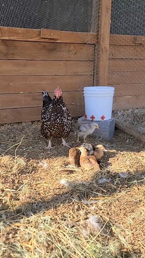 99 reactions | Dust bath time for the chicks! Follow us @duckberryfarm #chicks #chickens #chickenlife #chickenfarm #smallfarm #womenfarmers #homesteading | Duckberry Farm | Facebook