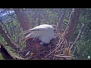 Angel the Leucistic Red Tailed Hawk ~ Beautiful Angel Lays Her First Egg Of the 2023 Season! 3.24.23