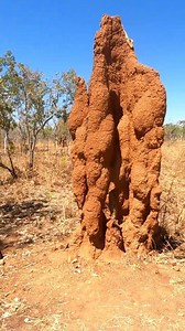 There are 5 main nest types, and many (258 in Australia) species will build more than one type of nest: - Ground mounds - Tree nests (outside tree, connected to internal cavity) - Pole nests (on human structures such as fence posts and telegraph poles) -Subterranean nests (underground, in soil, stumps, and tree bases) - Tree wood (inside the tree) | Sids.ventures