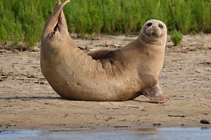 Thousands of seals counted in Thames Estuary ‘shows habitat is still healthy’