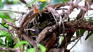Garden sunbird or Olive backed sunbird (Cinnyris jugularis) Philippines, Palawan. | BIRDS & Nature