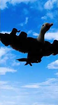 Bombombini guzini fide and bombadino crocodilo