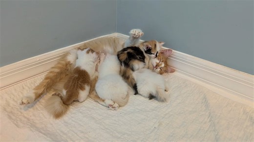 Sundrop gets a bath and then everyone (eventually) shows up to the milk bar. Time to eat, kids! | Love & Hisses