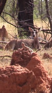 Central netted dragon and rusa deer hind share the scene. Hunting in Australia is always full of cool encounters #deer #bowhunt #lizards #animals #nature #hunting #wildlife #adventure | Jaxon | Facebook