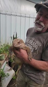 10K views · 342 reactions | Meet one of our newest rescues! | Colorado Gator Farm | Facebook