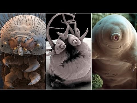 Incredible Electron Microscope Images