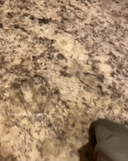 18K views · 276 reactions | EGG CHALLENGE!!!!! MERCH out now link in bio!!!!!@thesharkpuppet.com_ Backup @thesharkpuppet - - - - - - #meme #dankmemes #shark #sharkpuppet #fortnite #minecraft #tiktok #edgymemes #dog #eggchallenge | The Shark Puppet | Facebook