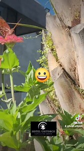 #decretos poderosos #metafisica#connymendez#saintgermain#universo | Hotel Uritorco | Facebook