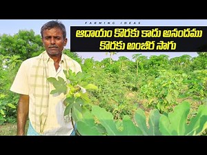 Anjura Cultivation | Anjeera Farming | Fig Cultivation | Anjura sagu In Telugu | అంజూర సాగు