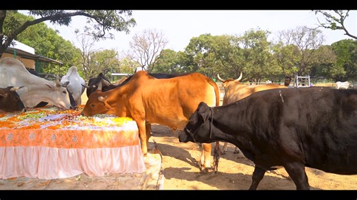 Happy Diwali from Animal Rahat! 🌼 This festive season, rescued animals — many saved by PETA India who once endured hardship now bask in love, garlands, and special treats. Thanks to your compassion, their lives shine brighter — today and every day. Celebrate kindness. Support their joy: AnimalRahat.com/Donate. #Diwali2025 #Deepawali #Deepawali2025 #RescuedAnimals #Animals #Bulls #Horses | Animal Rahat