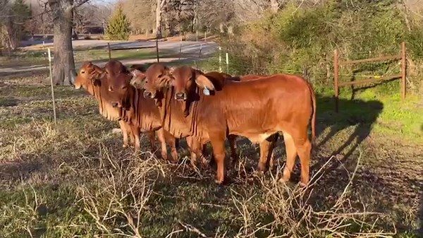 NuDesign Genetics - In a period when numerous Brahman breeders are feeling disheartened, our enthusiasm for the future of Brahman cattle has never been higher. Years ago, we made a deliberate shift to a NuDirection for our breeding program. Embracing the modern Brahman cattle, we are leveraging them as a catalyst to realize our vision by strategically integrating complete outcross genetics. The results are coming in! “Keep The Quality Up “. #nudesignbrahman #nudirectionbrahman | Butler Polled Br