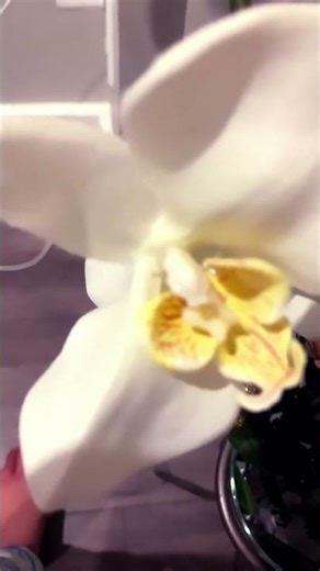 🌹+🤍=🌷🌸