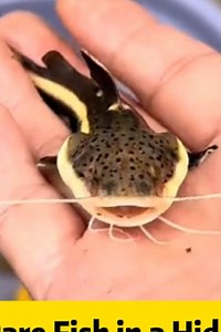 Catching Rare Fish in a Hidden Waterway: Fishing Adventure Tips