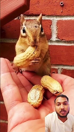 l"Cutest Chipmunk Ever! 🐿️ Watch This Little Guy Eating Peanuts 😍 | Must-See Video!"