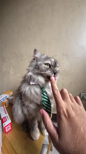 36K views · 2.2K reactions | Eto lang yung food supplements na trip ni chichi. Binibigay na din namin to kila Leet, Alien, James Reid at Igme. #activim #enteroprotek #leet #presidentleet #cats #pets #britishshorthair #catsofinstagram #vitamins | President Leet | Facebook