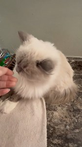 New Posting Alert: Purple Sparkles is a stunning Blue Mitted Point Ragdoll, purebred, 2 years old. She is a lovely girl, a little on the shy side but so sweet. She loves other cats and would do really well as a cat companion. Purple sparkles has a heart murmur a grade 4 out of five. This means she will need an echocardiogram each year and she will also need to probably be on heart medication. Because of this, we are waiving her adoption fee to the home that can afford to care for her. If you are