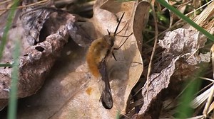 File:Bombylius major.ogv - Wikimedia Commons
