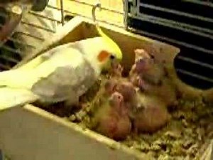 Baby cockatiels feeding