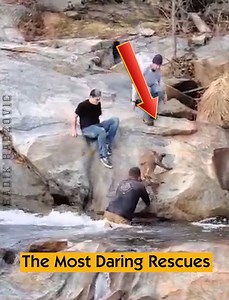 64K views · 2.3K reactions | The Most Daring Rescues | Sadik Hadzovic | Facebook