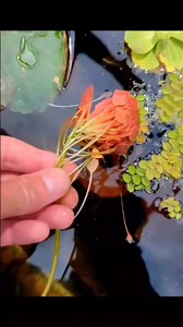 Ludwigia sedioides | Aquascape lovers