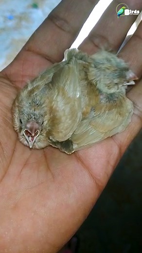 5K views · 95 reactions | two cute finch bird baby  #finchbird #finchbirdsnatureparty #finchbirdbreed #finchbirdbreedingsetup #birdbaby #birdbabynest #birdbabyshower #twocute #twocutebaby #twocutebabys #reels #reelsvideo #reelsviral #reelsvideo#birdsofvillage | Birds Of Village | Facebook