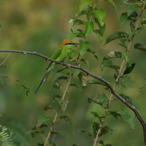 5.6K views · 1.1K reactions | EP.02 Asian green bee-eater Bird Find locusts to eat well. | Review Bird Nest | Facebook