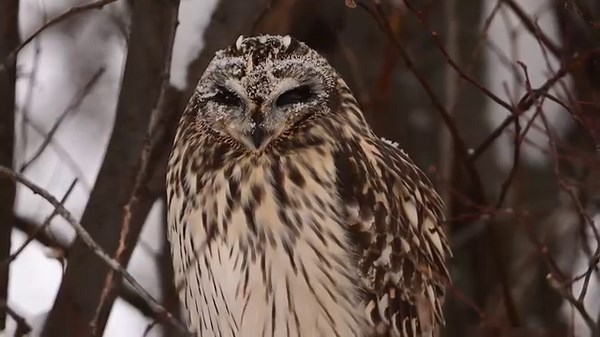 6.6K views · 1.7K reactions | A shorteared owl out in the snow yesterday. If you look closely you can see a beautiful shaped snowflake on the right eyelid and on the middle of its head ! | Famous Amos Photography | Facebook