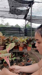 25K views · 495 reactions | late upload video February pa pala ito anlalaki na ng na propa ko  #fbreelsvideo #fypviral #fypviralシ #plantmakesmehappy #aglaonemalovers #plantmomma #plantsmakepeoplehappy #facebookreelsviral #plantmomlife #sweetgarden | Sweet Garden | Facebook