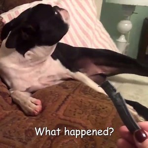 4K views · 56 reactions | These guilty dogs are so adorable!  | Netizens | Facebook