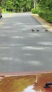 Funny! What does the sight of these birds crossing the road reminds you of? Credit: Douyin Baobab_outdoor #bird #funny #animal #nature #wild #wildlife #WWF #animalprotection | HustleBustle_China