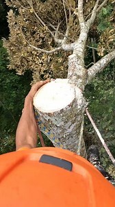 290K views · 1.1K reactions | There are another fruit tree need to be safe, durian tree trimming. | Yulianto | Facebook