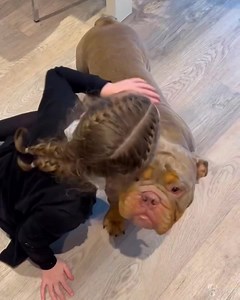 #Coisty - Ready for adoption -Scotland 💙 💙Our special boy Coisty is looking for his forever home. 💙 💙Coisty is 2 years old 💙He would like a calm and laid back female doggy companion 💙needs a family who can love him through his TPLO surgery and give him time to heal and grow Please read Coisty’s adoption criteria carefully before applying https://geordiebullies.net/coisty-ready-for-adoption/ | Geordie Bullies Springboard Rescue UK