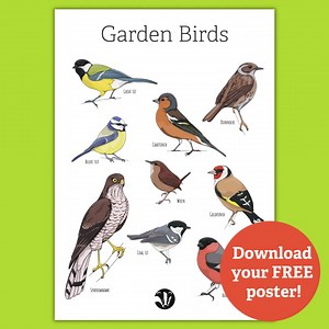 283 reactions · 38 shares | This month only! Get a FREE downloadable bird identification poster when you sign up to wildlife emails.  | The Wildlife Trusts | Facebook